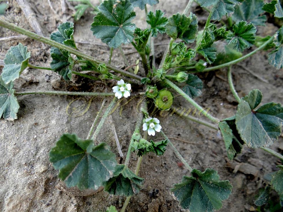  Plant